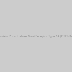 Image of Tyrosine-Protein Phosphatase Non-Receptor Type 14 (PTPN14) Antibody